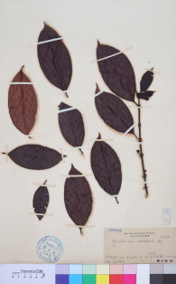 Specimen thumbnail